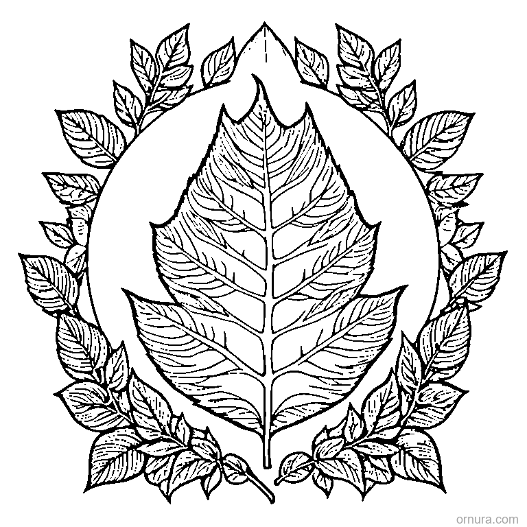 Birch Leaf With Serrated Edges coloring page