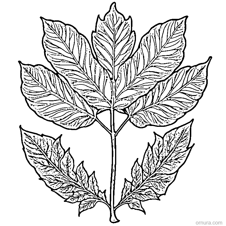 oak leaf with acorn design coloring page - free printable black and white line art for kids and adults