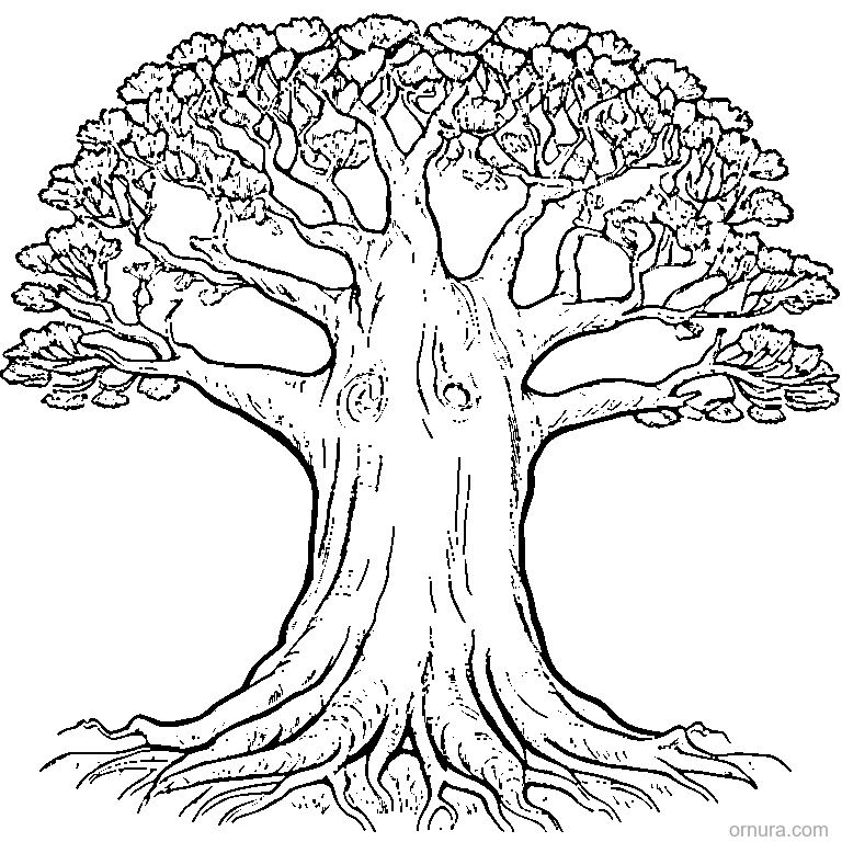 olive tree with twisted trunk coloring page - free printable black and white line art for kids and adults