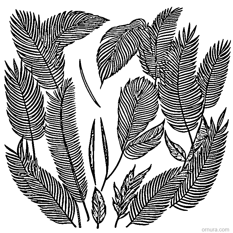 Palm Leaf With Fronds coloring page