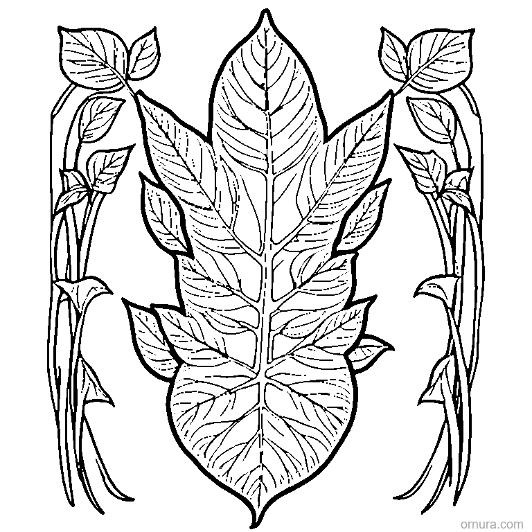 Single Leaf With Visible Veins coloring page