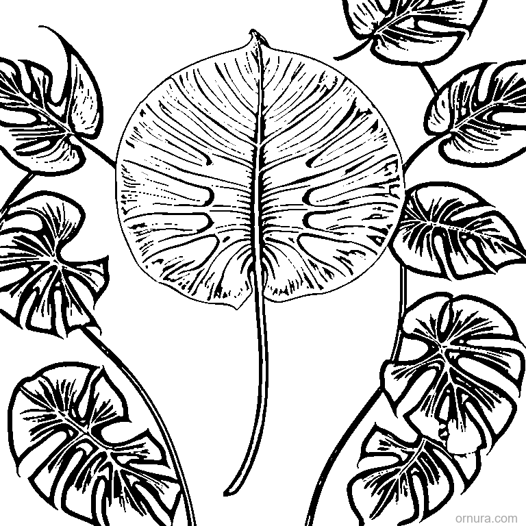 Tropical Monstera Leaf With Splits coloring page