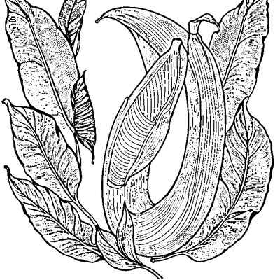 Banana Leaf With Long Shape