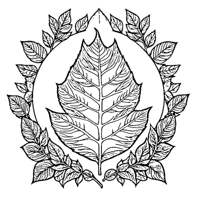 Birch Leaf With Serrated Edges coloring page variation 1