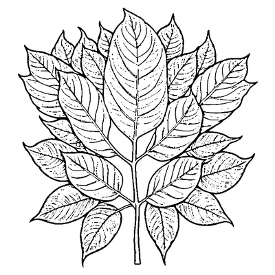 Birch Leaf With Serrated Edges coloring page variation 3