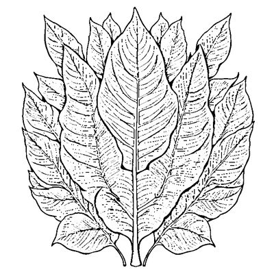 Birch Leaf With Serrated Edges coloring page variation 4