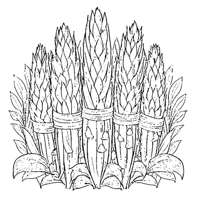 bundle of corn stalks coloring pages