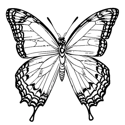 butterfly pattern repeated coloring pages