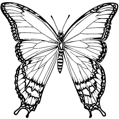 Butterfly Pattern Repeated coloring page design 2