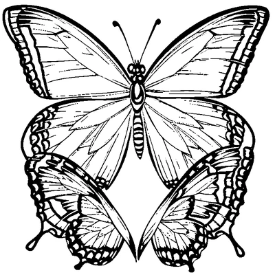Butterfly Pattern Repeated coloring page design 3