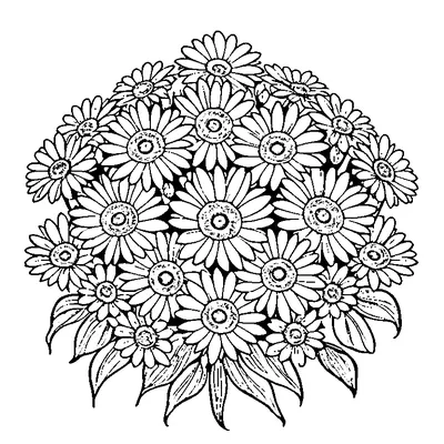 daisy pattern flower coloring pages