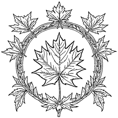 Detailed Maple Leaf With All Veins