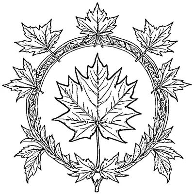 detailed maple leaf with all veins coloring pages