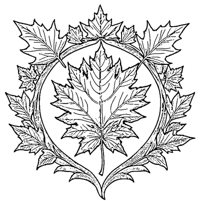 Detailed Maple Leaf With All Veins coloring page variation 2