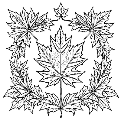 Detailed Maple Leaf With All Veins coloring page variation 4