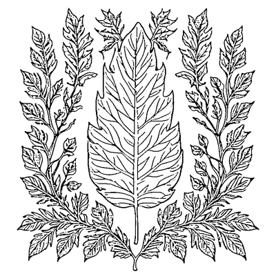 Detailed Oak Leaf With Lobes coloring page variation 1
