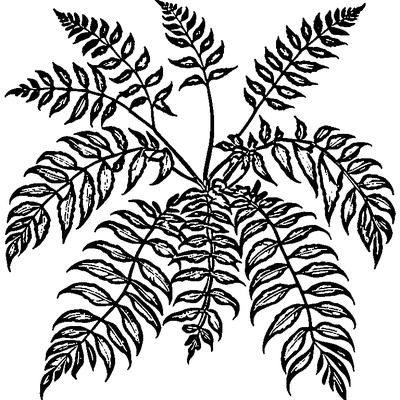 Fern Frond With Leaflets