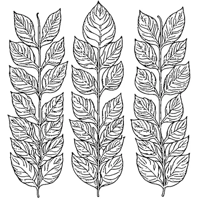 Four Different Leaves In A Row