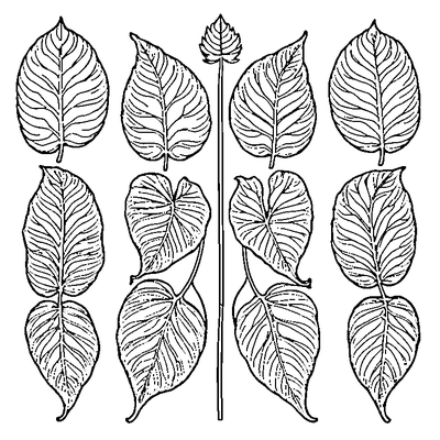 Four Different Leaves In A Row coloring page variation 2