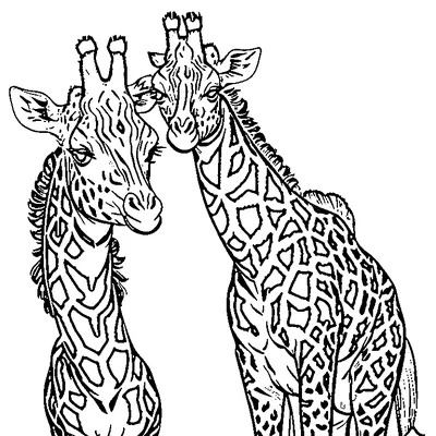 giraffe spot pattern coloring pages