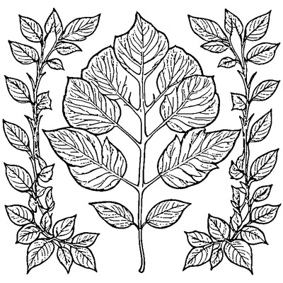 Leaf Falling From Tree coloring page variation 1