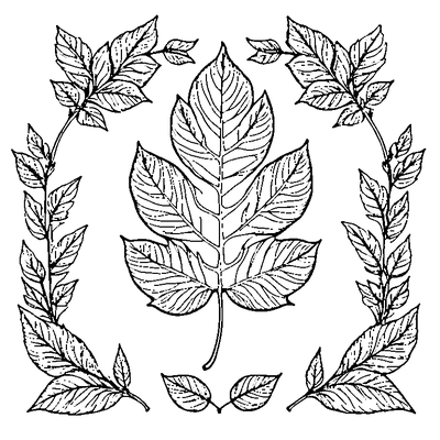 Leaf Falling From Tree coloring page variation 5