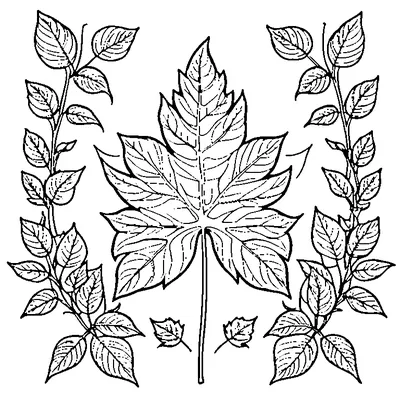 leaf pattern simple repeated coloring pages