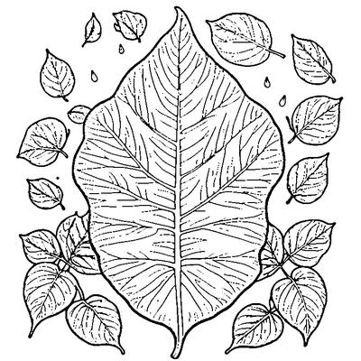 Leaf With Raindrops On Surface coloring page variation 1
