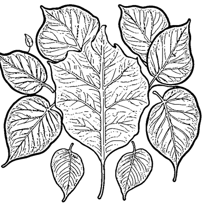 Leaf With Raindrops On Surface coloring page variation 3