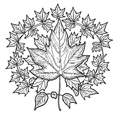 Maple Leaf Falling In Autumn Wind coloring page variation 3