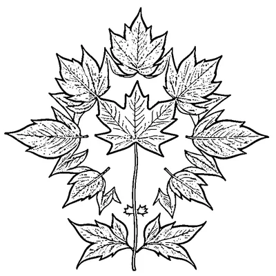 maple leaf with bold outlines design coloring pages