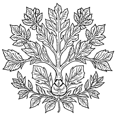 Oak Leaf With Acorn Cluster