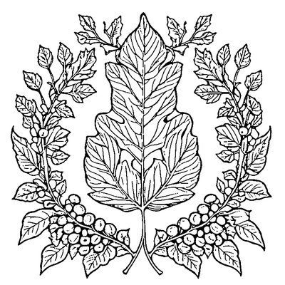 Oak Leaf With Acorn Cluster coloring page variation 3