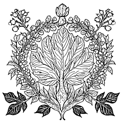Oak Leaf With Acorn Cluster coloring page variation 5