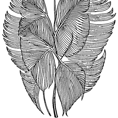 Palm Leaf With Fronds coloring page variation 1