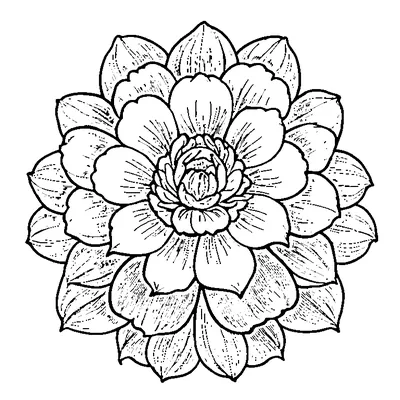 petal pattern flower coloring pages