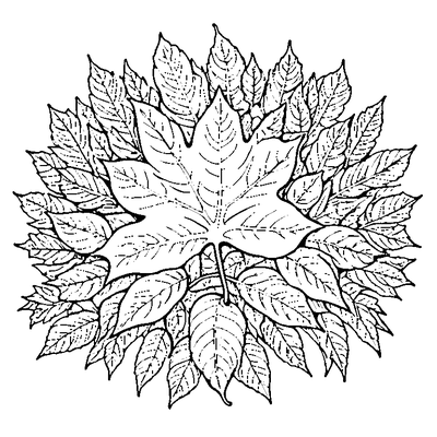 Pile Of Autumn Leaves On Ground coloring page variation 1