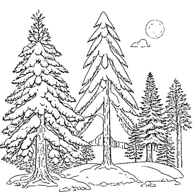 Pine Tree Covered In Snow