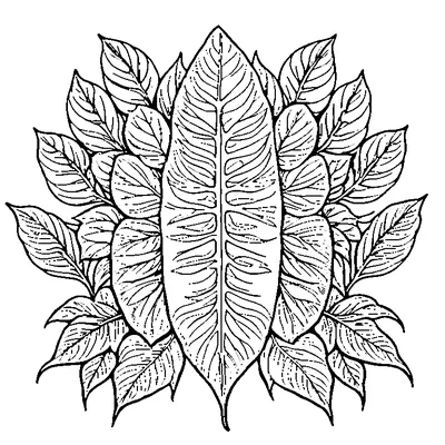 Pressed Botanical Leaf Specimen Design coloring page - free printable