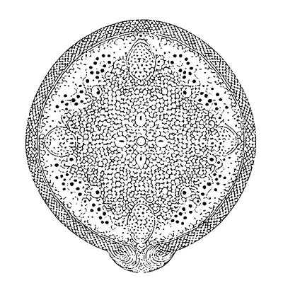 Simple Dots Pattern
