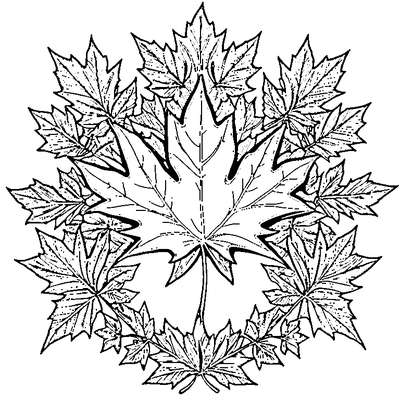 Simple Maple Leaf With Bold Outlines coloring page variation 4