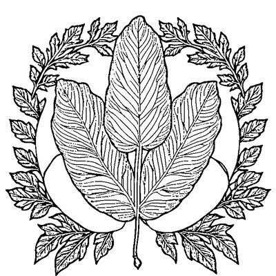 Simple Oak Leaf With Acorn coloring page variation 1