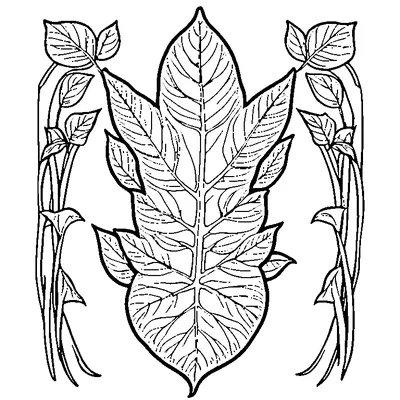 Single Leaf With Visible Veins