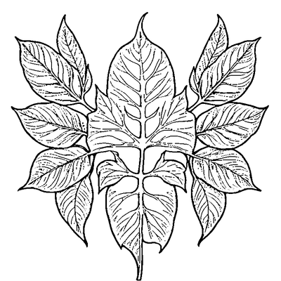 Single Leaf With Visible Veins coloring page variation 4
