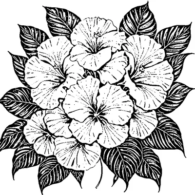 Tropical Leaf With Hibiscus Flower Design coloring page - free printable