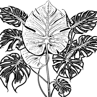Tropical Monstera Leaf With Splits coloring page variation 1