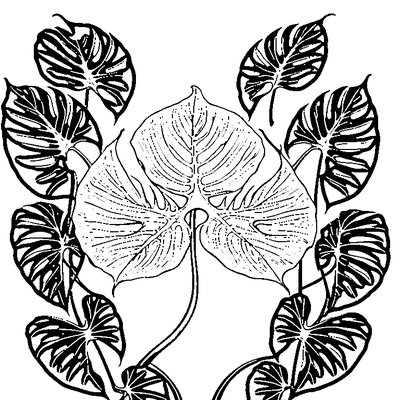Tropical Monstera Leaf With Splits coloring page variation 3