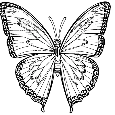 zentangle butterfly wings coloring pages